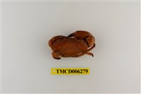 藏品(平額石扇蟹)的圖片